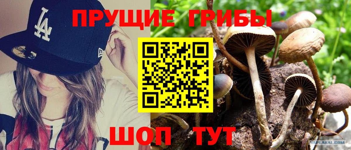 Галлюциногенные грибы прущие грибы Канск